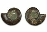 Cut & Polished Ammonite Fossil - Madagascar #329194-1